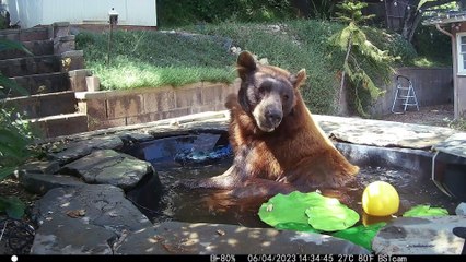 Black Bear Family Cools Off in Backyard Pond