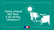 Protéger son cheval de la chaleur