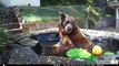 Black Bear Family Cools Off in Backyard Pond