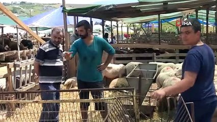 Yalova Kurban Pazarı'nda 'Şampiyon' hayvanlar alıcılarını bekliyor
