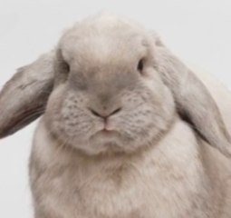 Pourquoi ne faut-il jamais dire "lapin" sur un bateau ?