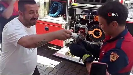Les pompiers sauvent un chaton échoué et 4 hiboux