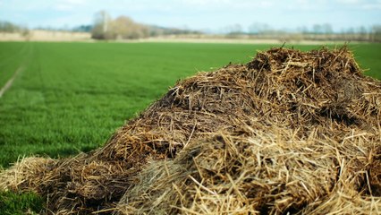 Combustibles renovables: qué son y por qué son una solución