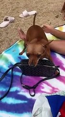 Dog Guards Owner's Purse