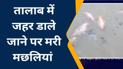 पीलीभीत: तालाब में जहर डाले जाने से मरी सैकड़ों मछलियां, ग्रामीण को लाखों का नुकसान