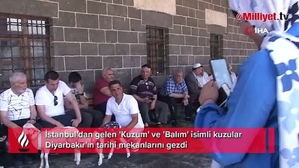 Kuzuları yanlarından ayrılmayan çift, Diyarbakır’ın tarihine tanıklık ediyor