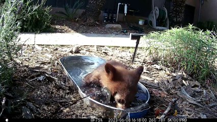 Water Station Becomes Bear Family Playground