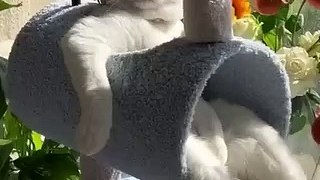 Cat_funny.video