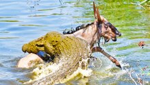 Wildebeest Escapes Small Croc to Swim into Jaws of Monster Croc