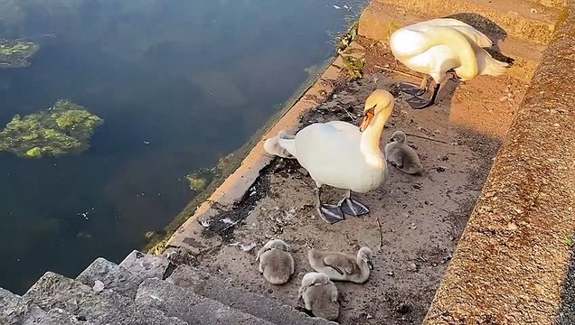 Cygnets and swans at Pembroke