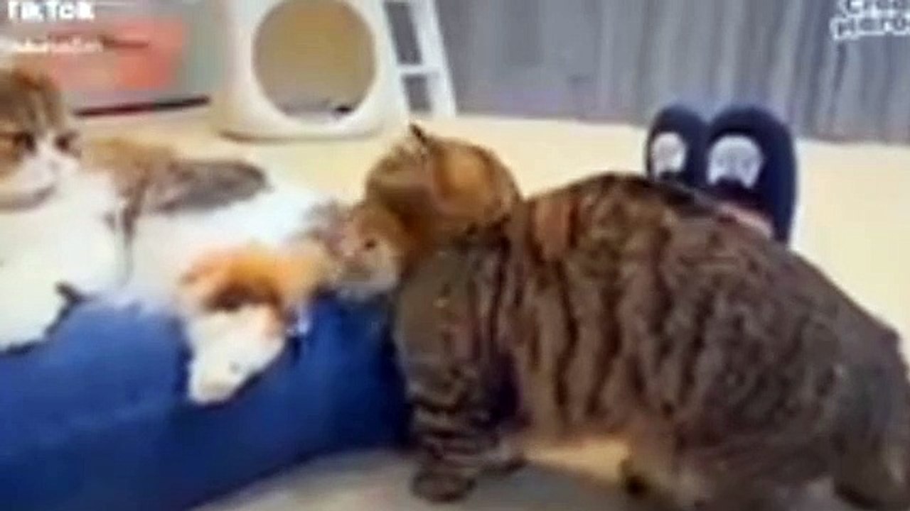 Funny cat and dogs video