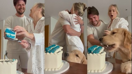 CHEEKY Dog Wants a Piece of GENDER REVEAL CAKE!