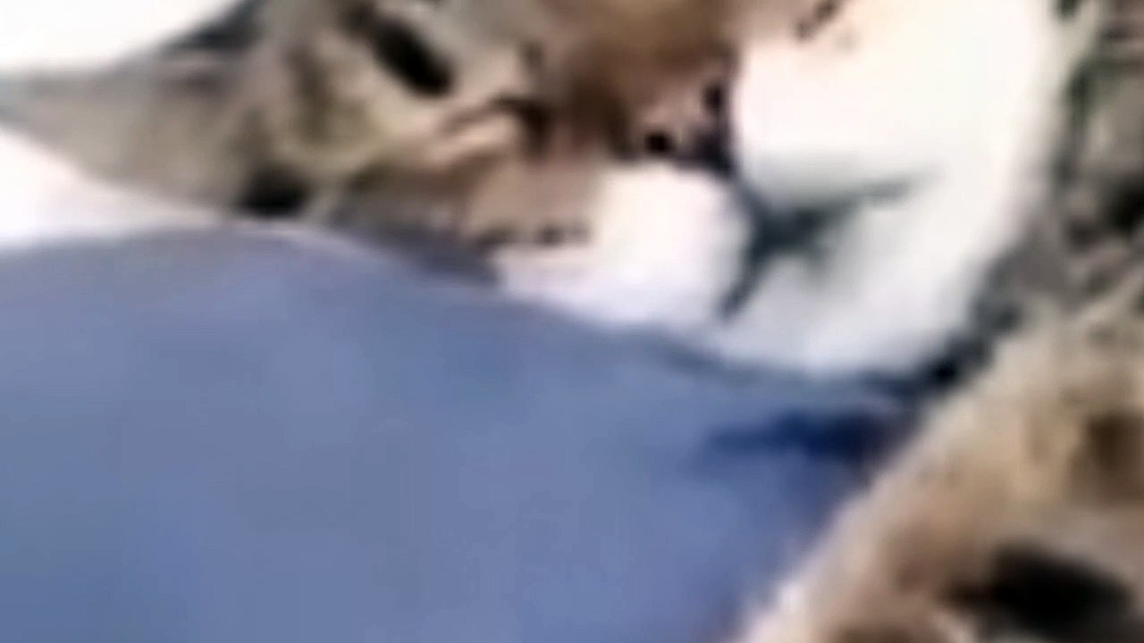 Funny cat and dogs video