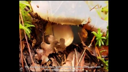 Cortinarius nymphicolor. Champimaginatis. English Text