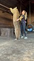 Owner Hugs Her Pet Puma