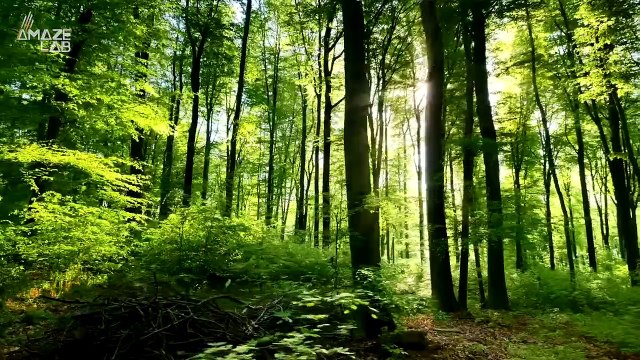 Could These State of the Art Seed Dropping Drones Help Our Planet Grow Trees in Record Time?