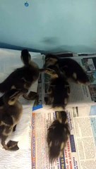 Ducklings Mistake Picture For Peas