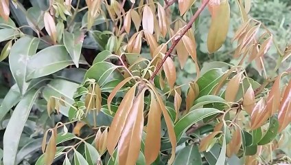 Vlog 14 | বাংলা চটি গল্প || Class New leaves of litchi tree videography in my home @Alisha