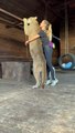 Owner Hugs Her Pet Puma