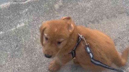 10-week-old Golden Retriever's reaction to seeing Pool for the 1st time is PURE GOLD!