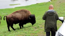 Tourists Gets Perilously Close to Bison for Pictures