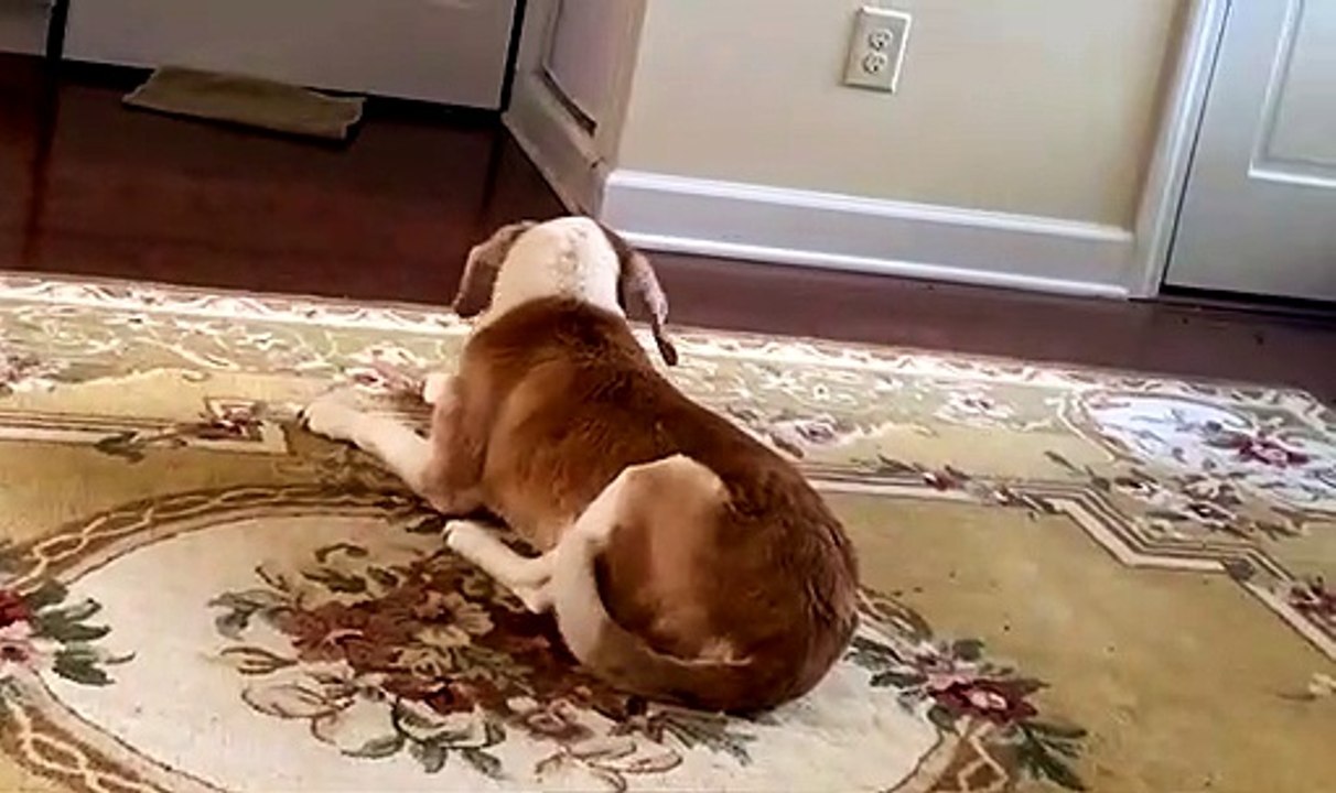 Squirrel with Zoomies Taunts the Dog