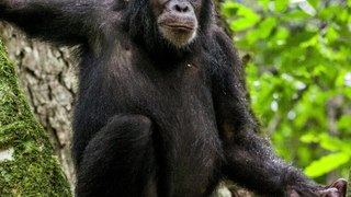 interesting fact about Chimpanzee