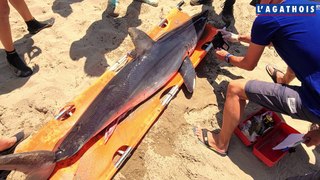 Un requin découvert sur la plage à Marseillan : les intervenants vous explique tout !