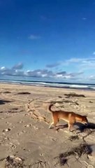 Ce chien errant n'aime pas qu'on bronze sur sa plage privée