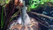Un anaconda filmé en pleine chasse sous l'eau... terrifiant