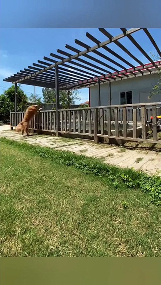 ⁣Funny  pets