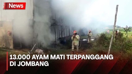 Kandang Ayam Terbakar, 13.000 Ayam Mati Terpanggang di Jombang