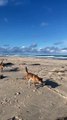 Por qué los dingos son un peligro: los perros salvajes que atacaron a una turista en Australia