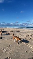 Por qué los dingos son un peligro: los perros salvajes que atacaron a una turista en Australia