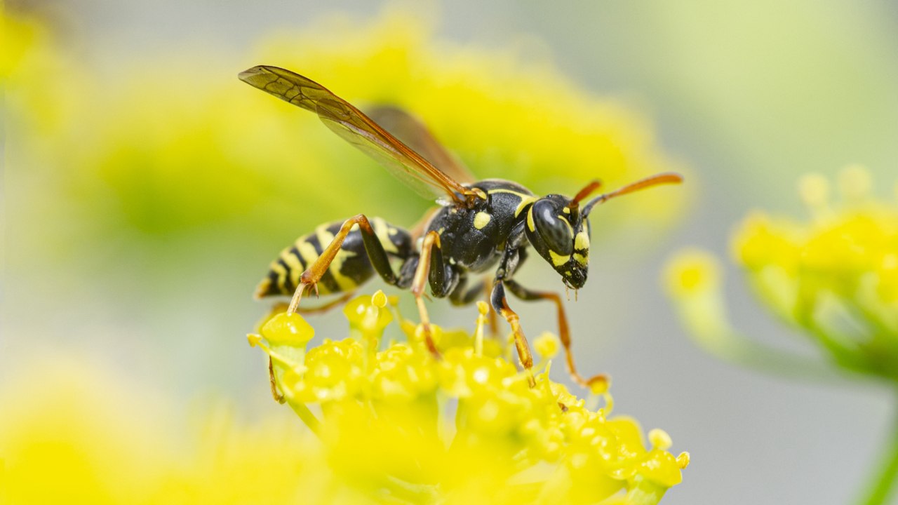 How To Get Rid of Yellow Jackets