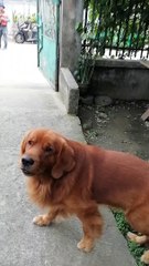 Retriever Retrieves a Package