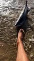 Un requin mako de deux mètres s'échoue à Marseillan plage