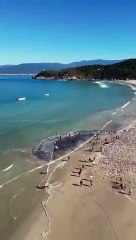 Praia de Naufragados, em Florianópolis, tem pesca "histórica" de tainha nesta segunda-feira