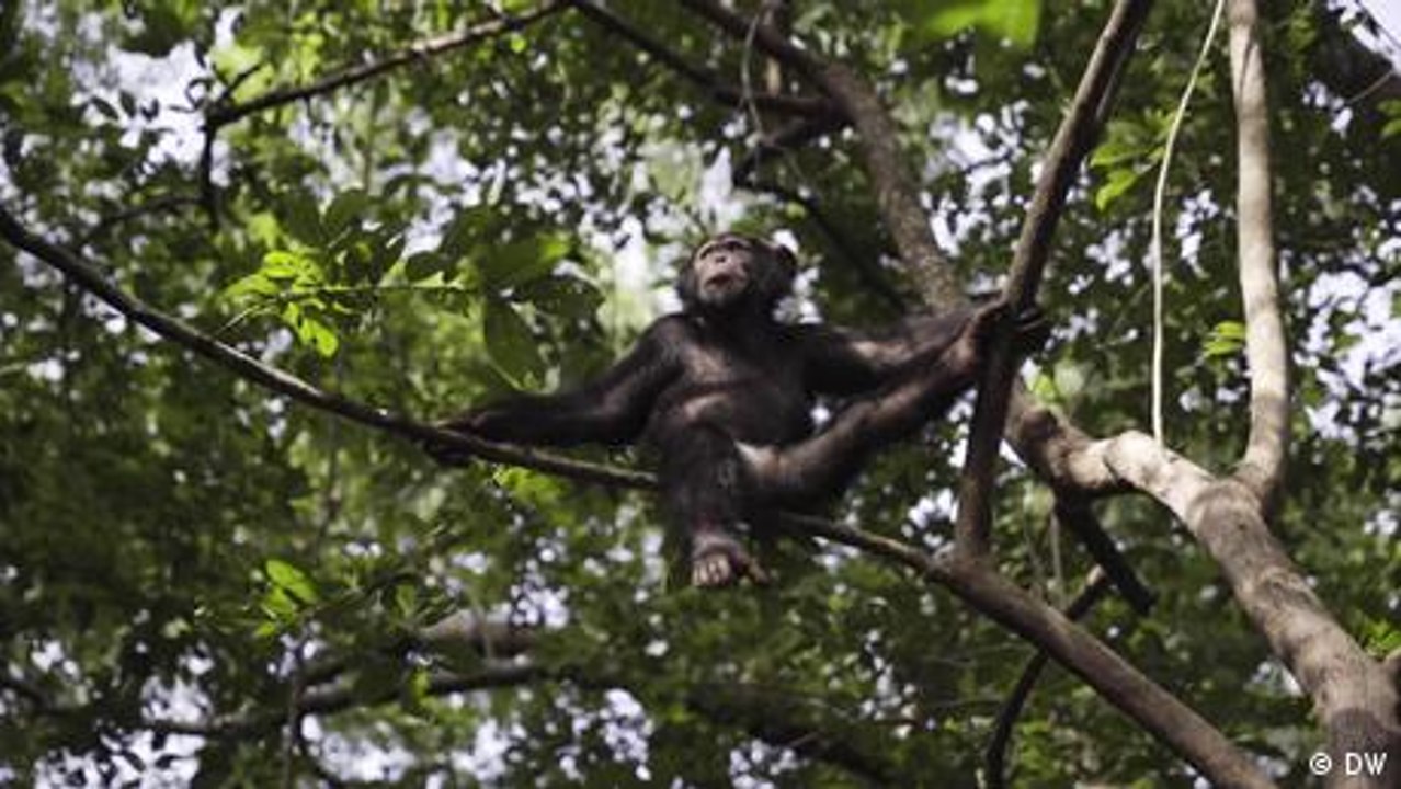 Guinea: Schwierige Rückkehr der Schimpansen in die Wildnis