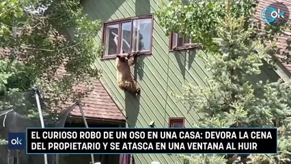 El curioso robo de un oso en una casa devora la cena del propietario y se atasca en una ventana al huir
