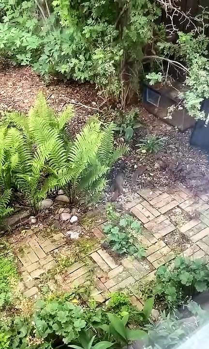 Four Squirrels Form Conga Line