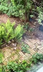 Four Squirrels Form Conga Line