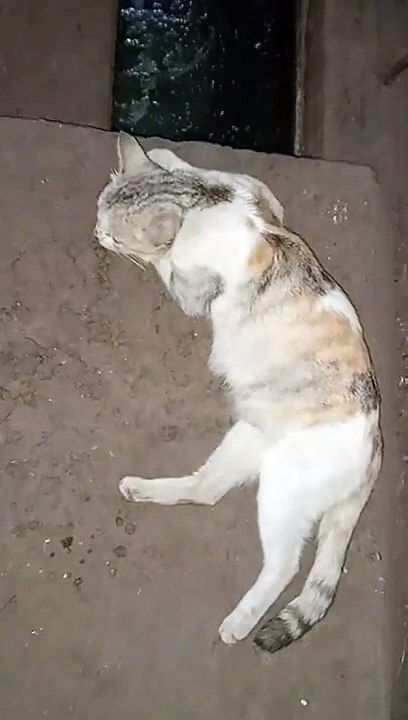 beautiful cat