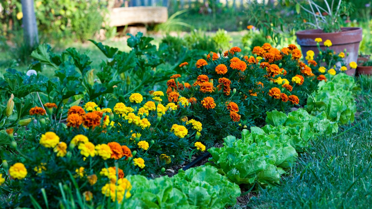 12 Plants That Repel Mosquitoes