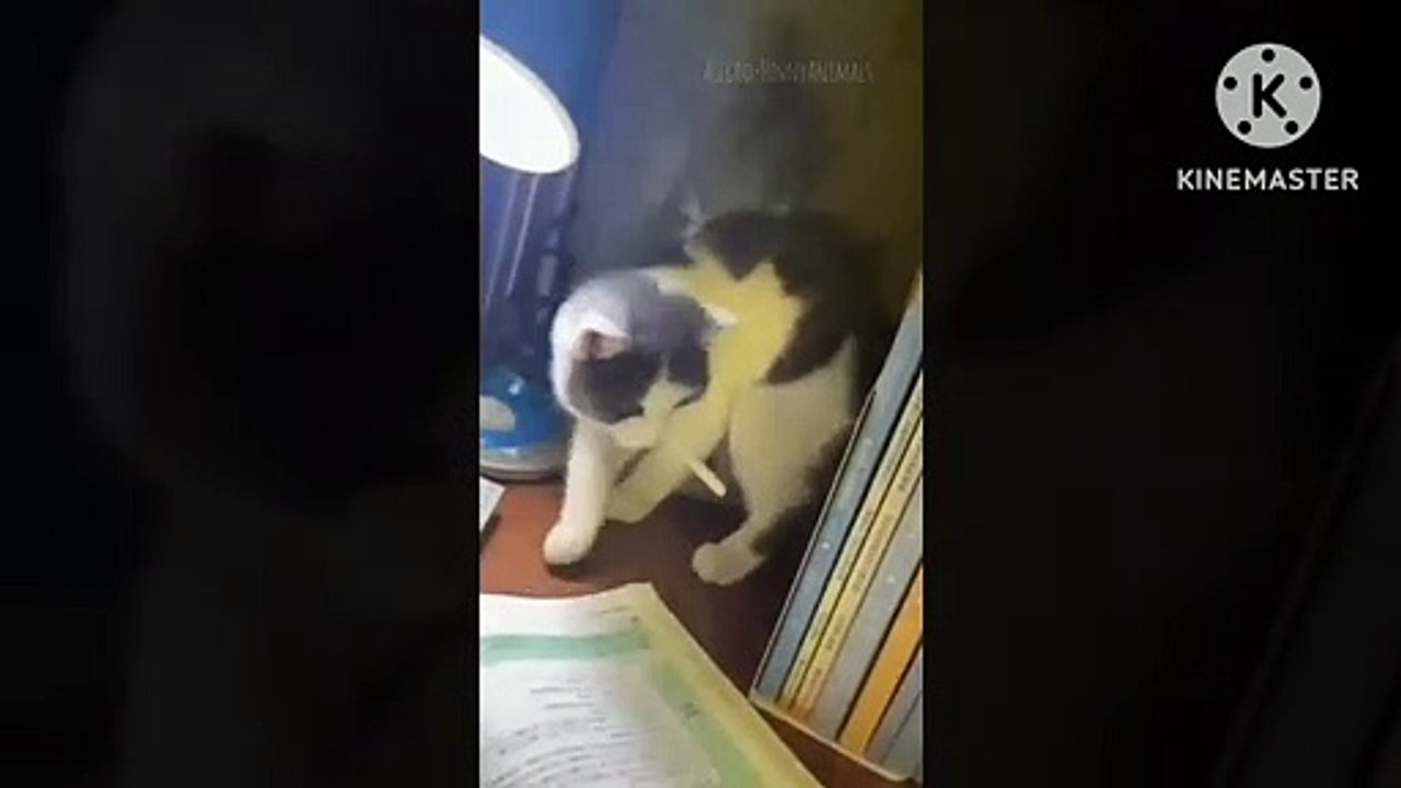 Cuts baby cat video