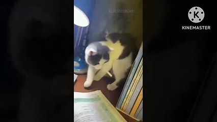 Cuts baby cat video