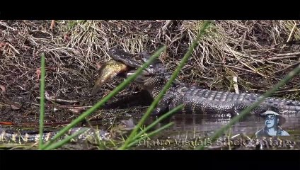 Alligator Eats Fish 03 Footage