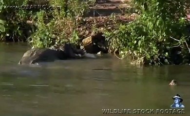 Alligator Attack Part 13 17 Alligator vs Fish