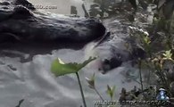 Alligator Attack Part 14 17 Alligator vs Fish