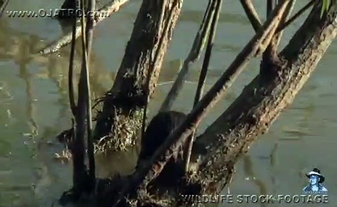 Alligator Attack Part 16 17 Alligator vs Rat